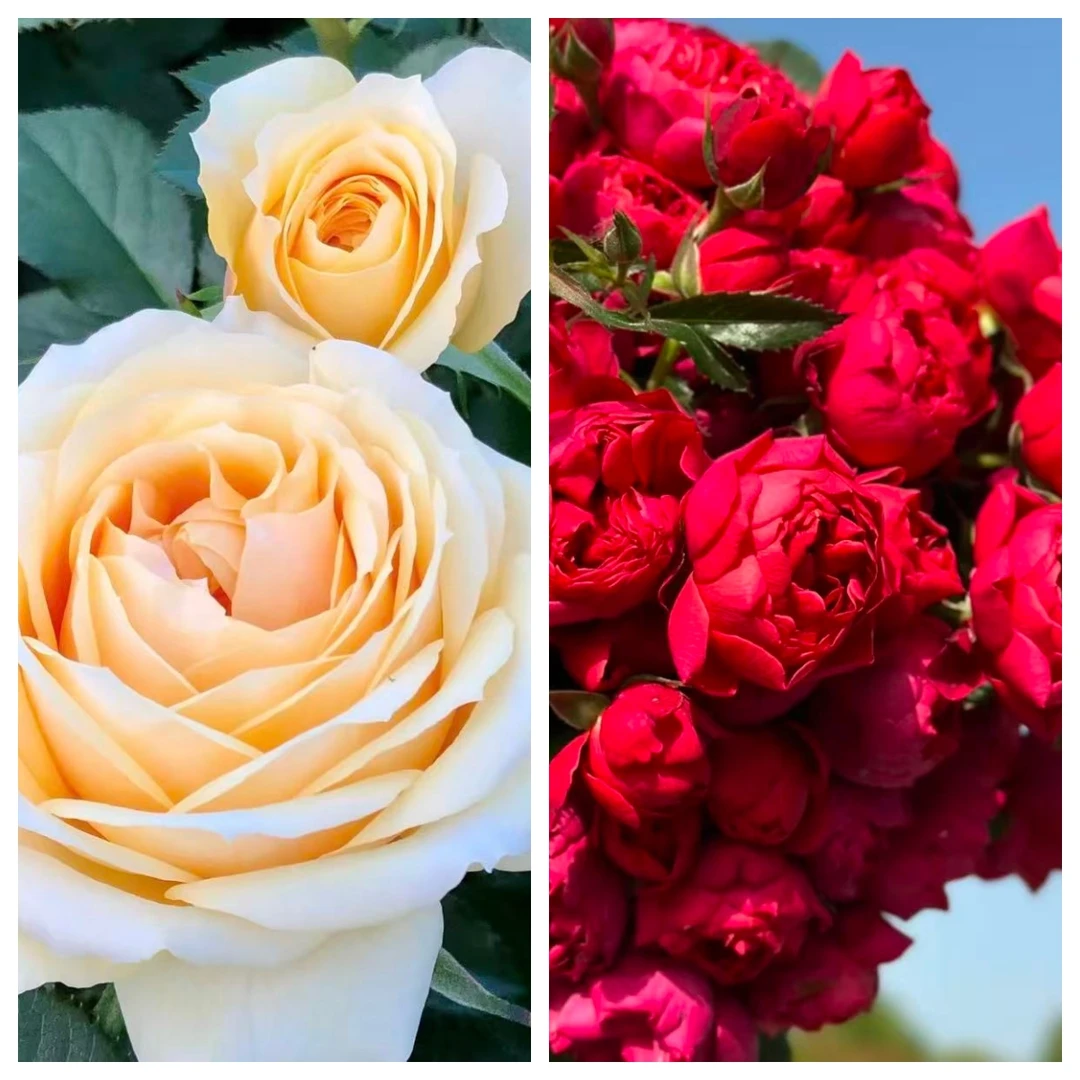 【乳茶+绝色果汁】1加仑四季开花分支植株盆栽月季适合庭院阳台种植