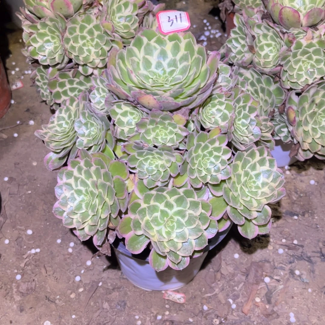 311多肉植物孔雀翎