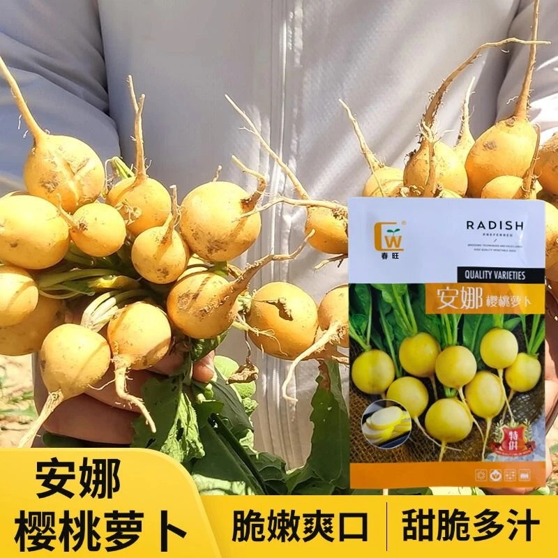 安娜樱桃萝卜种子黄樱桃萝卜种子樱桃水果萝卜种籽庭院蔬菜种孑