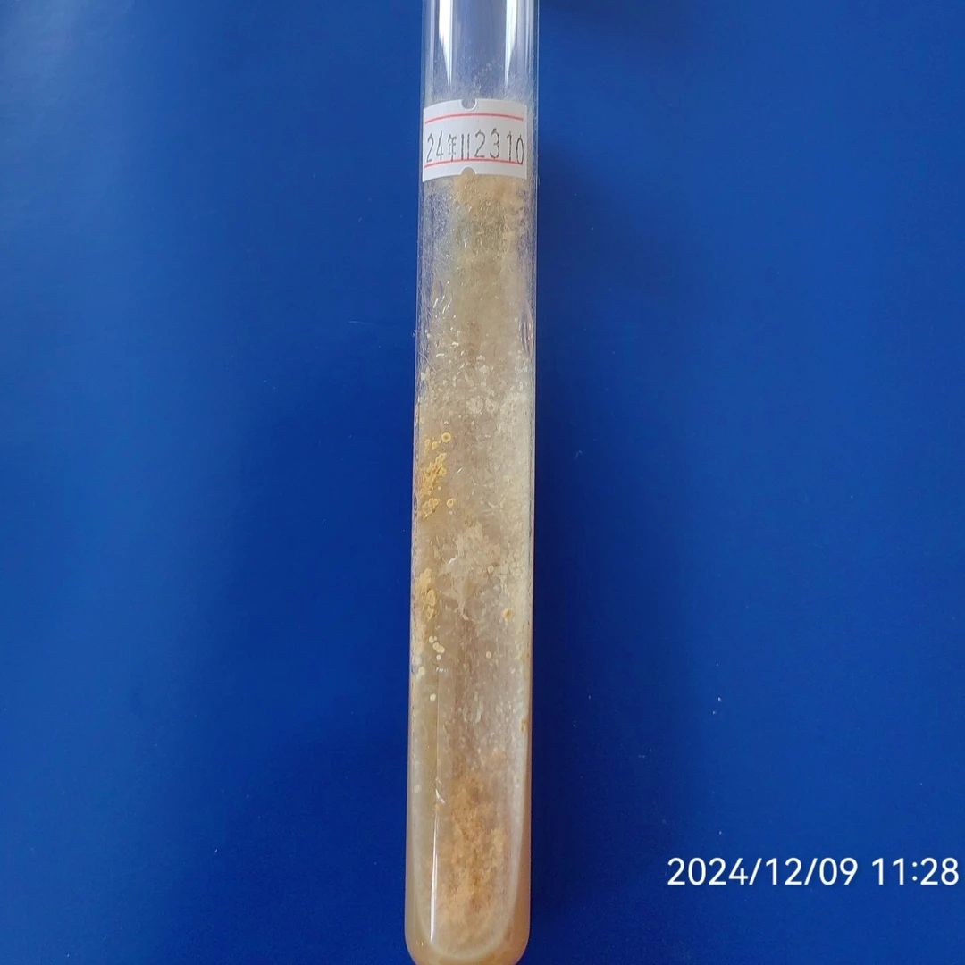 羊肚菌母种试管，备注6妹，7妹，梯棱任选，都经过出菇实验的二代母种