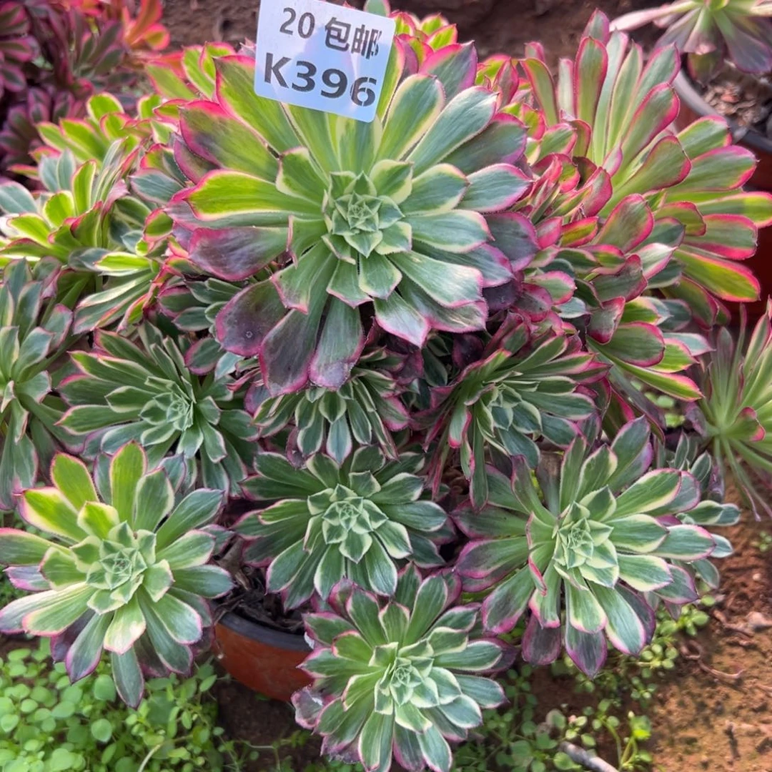 396天荷，多肉法师