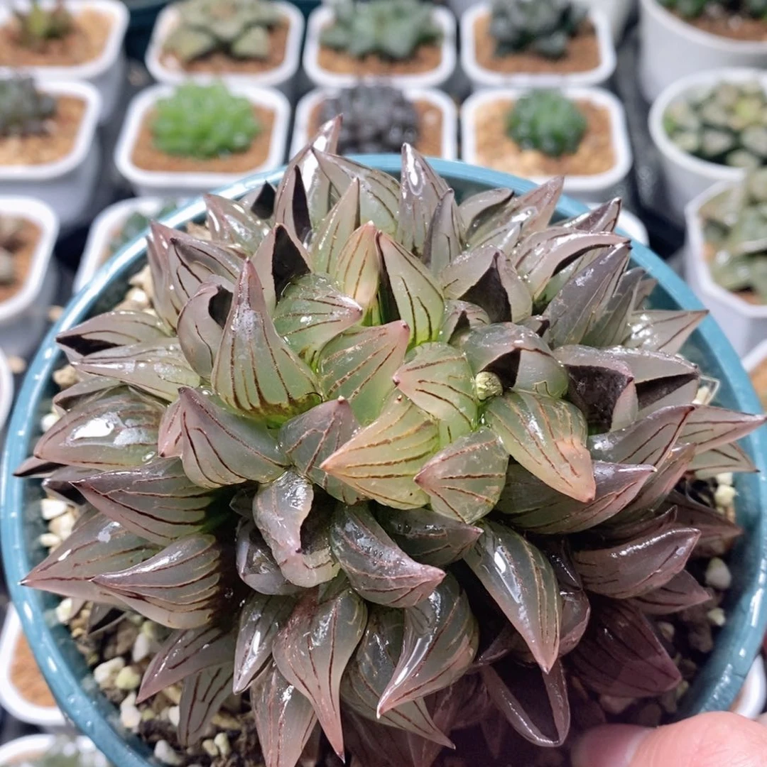 西瓜寿缀化玉露多肉