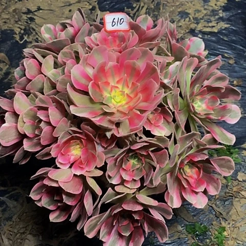 男神老桩捧花法师福利610号