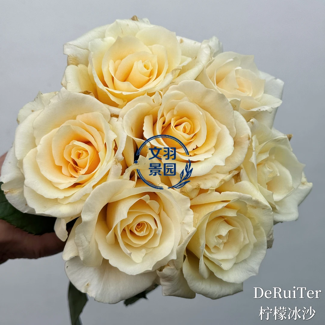 文羽景园【柠檬冰沙】切花月季多季节重复开花