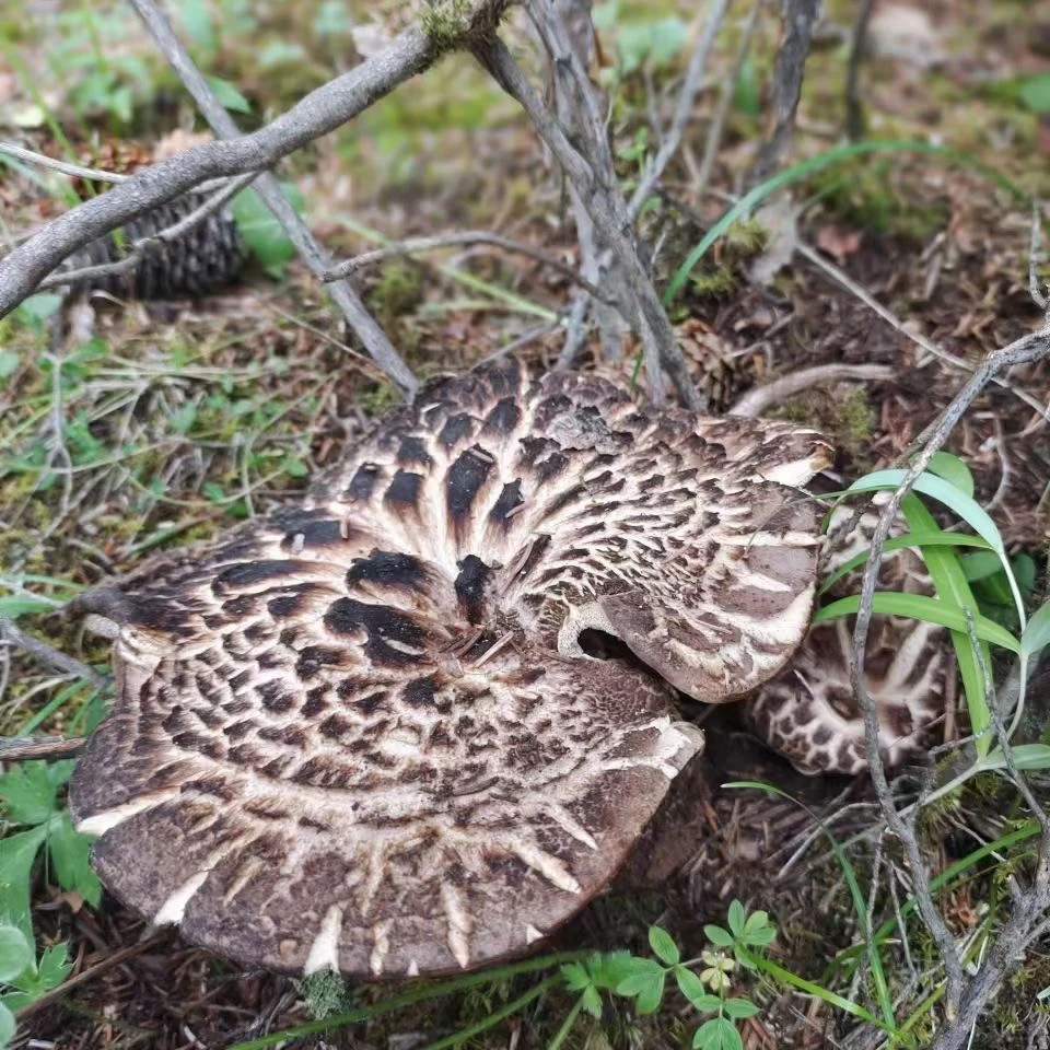 藏区野生新鲜虎掌菌美味山珍煲汤佳品