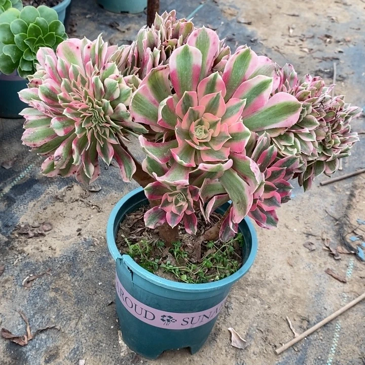女巫缀23多肉植物法师法师