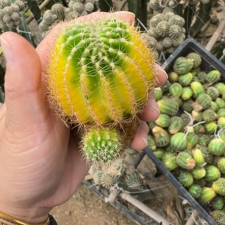 331丽花锦无根侧牙