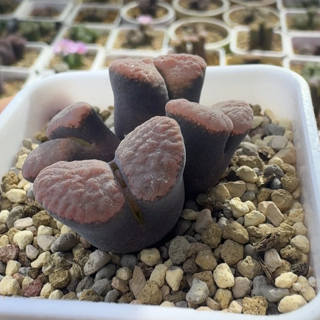 18号黑体麒麟窗风铃一物一拍