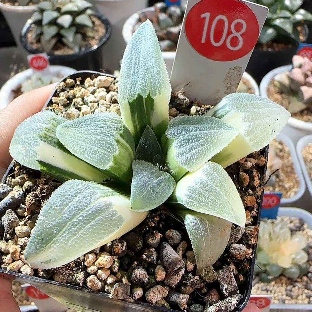 108号蓝光磨面锦一物一拍带盆