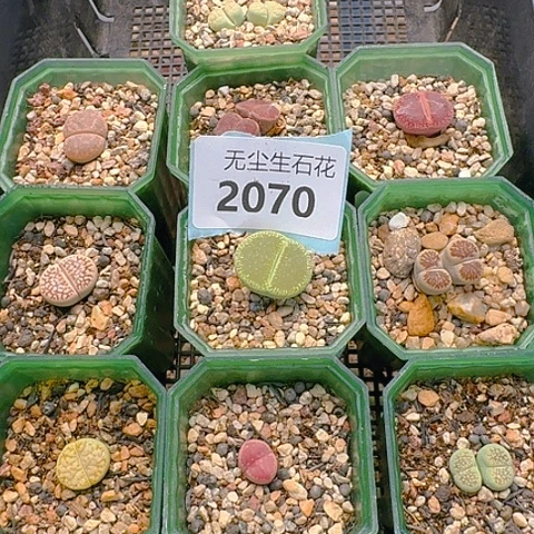 2070清框特价带盆土发货
