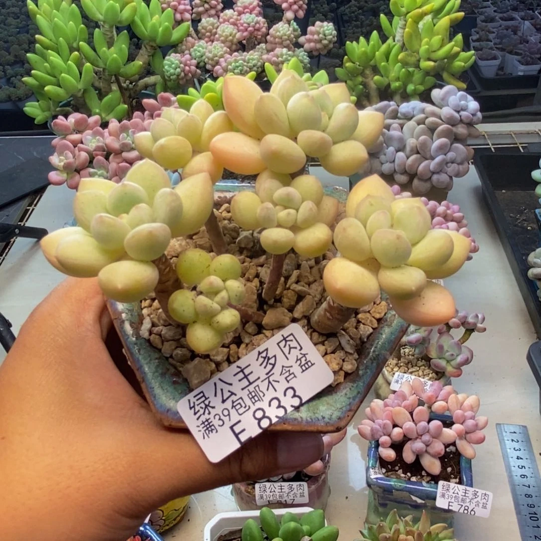 833泡泡糖多肉7cm