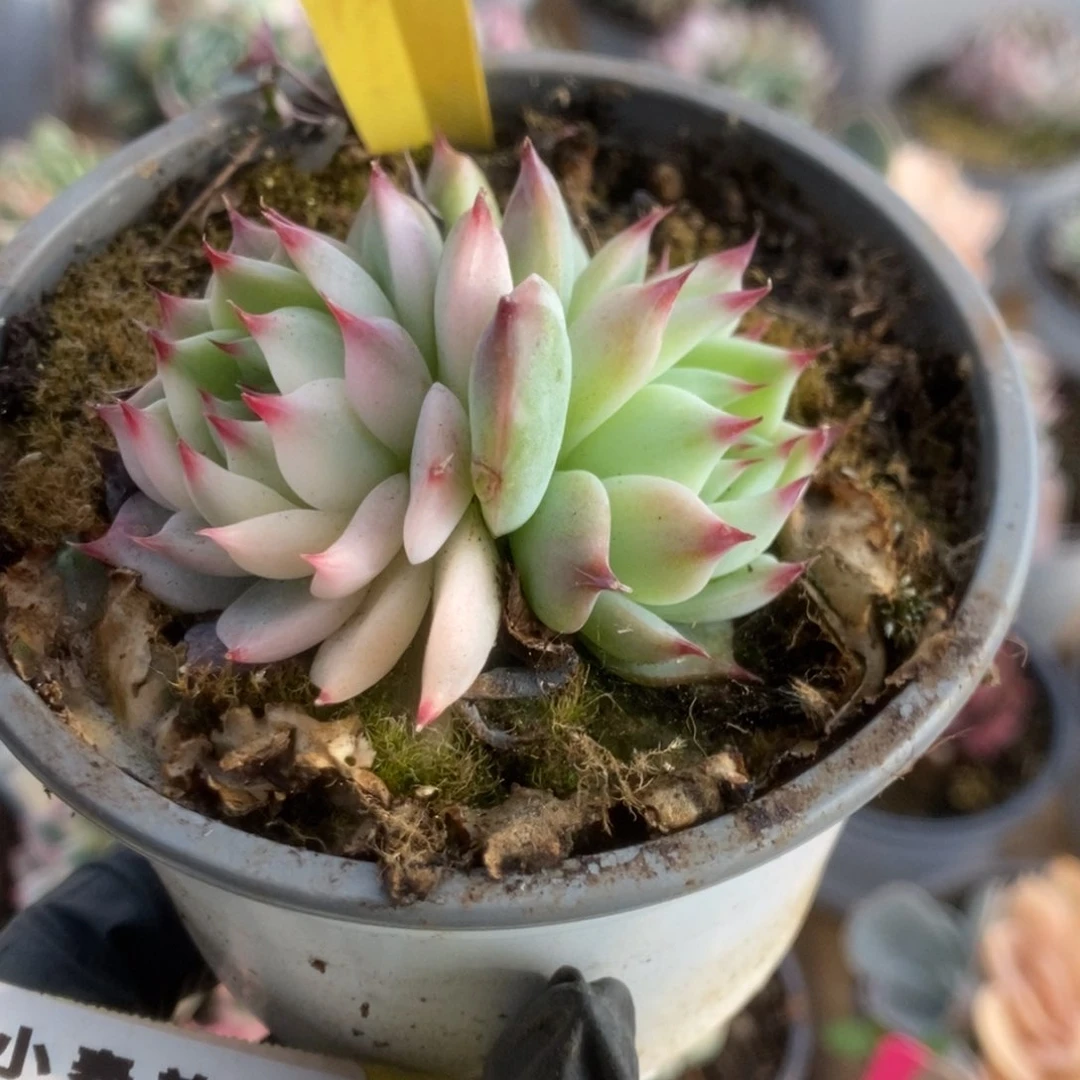 057吉娃娃锦锦锦锦锦锦