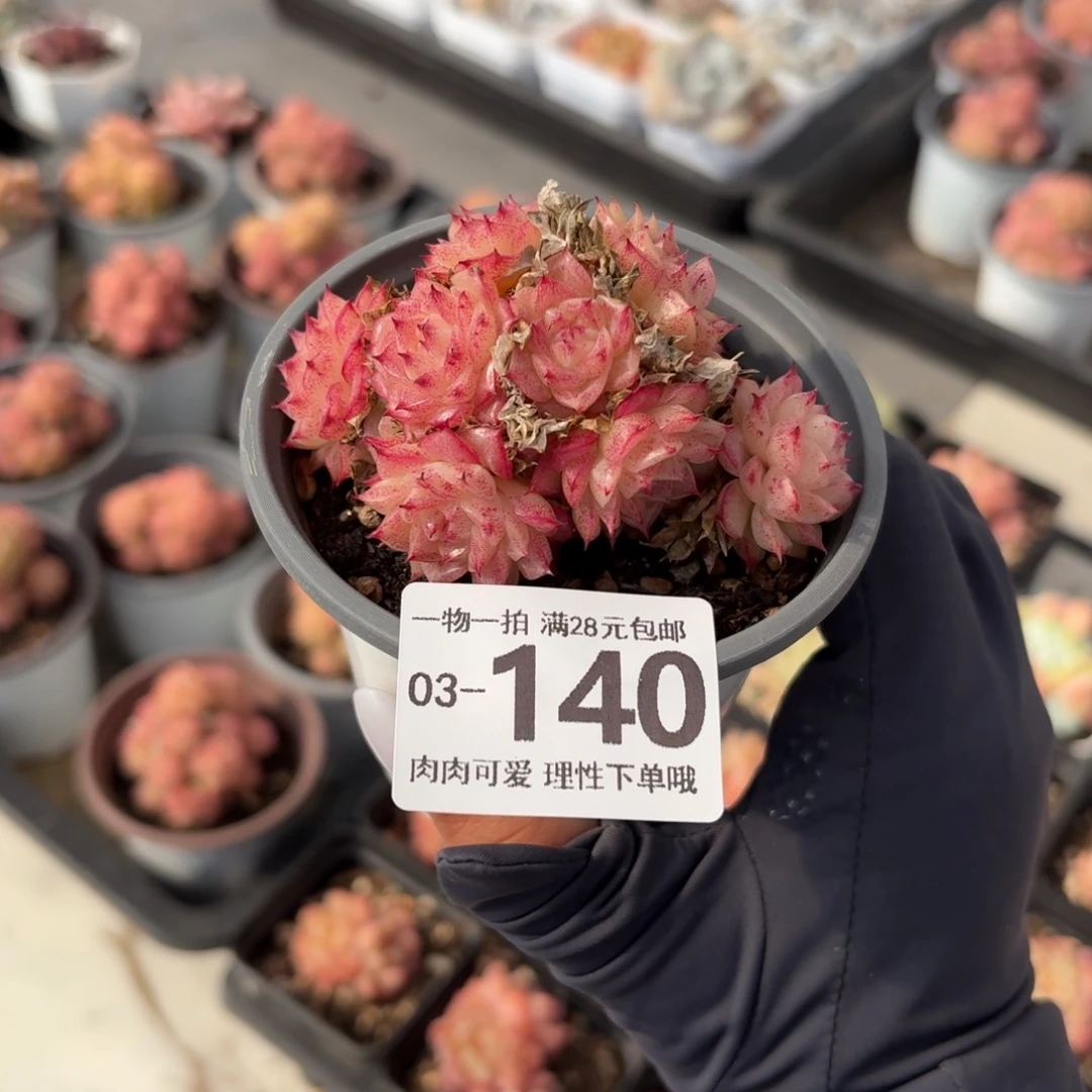 麦秆无盆土发货无