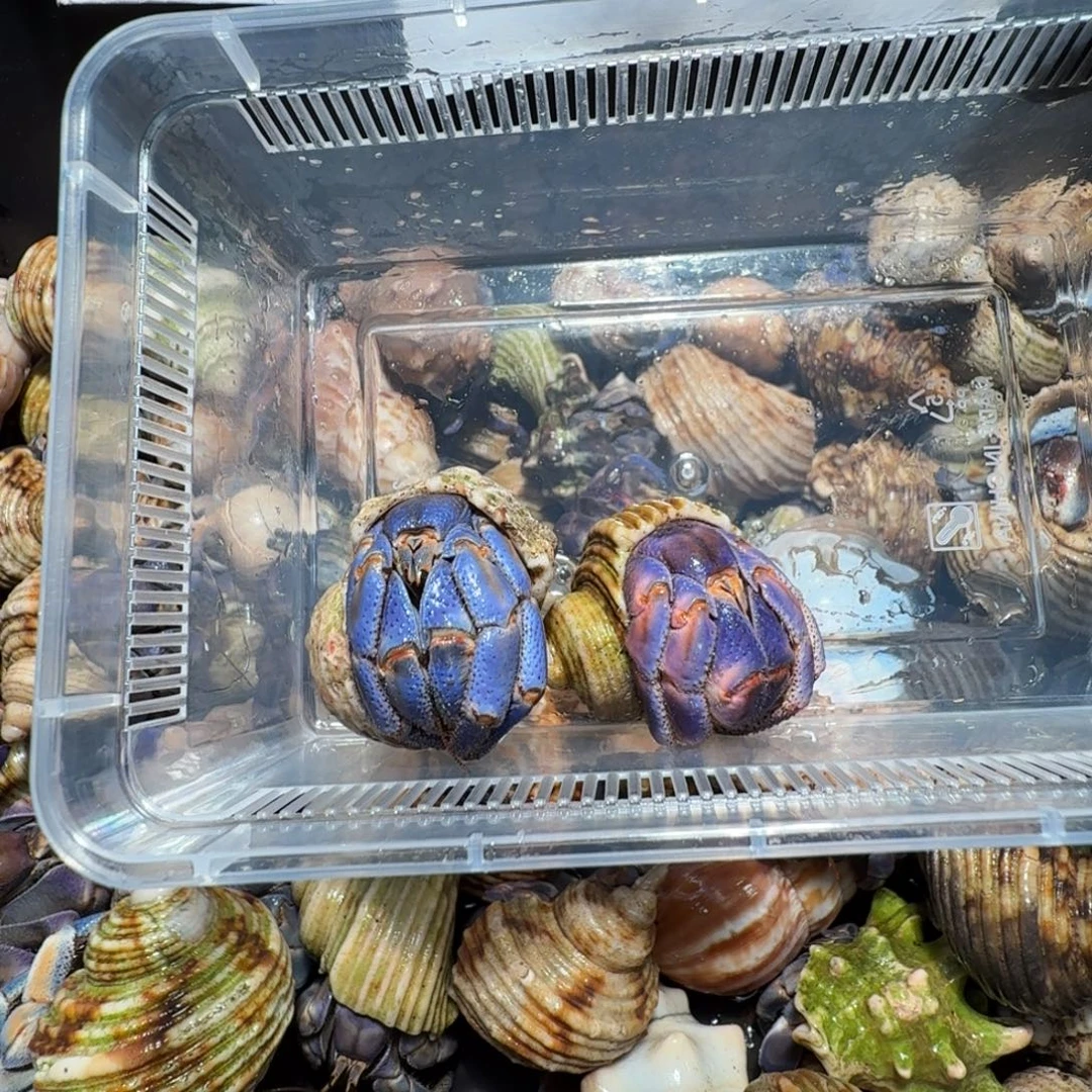 ****直播间挑选专拍链接