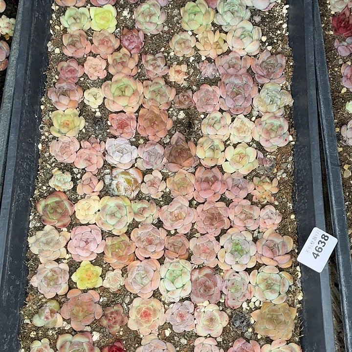 阿雅园艺。        4638