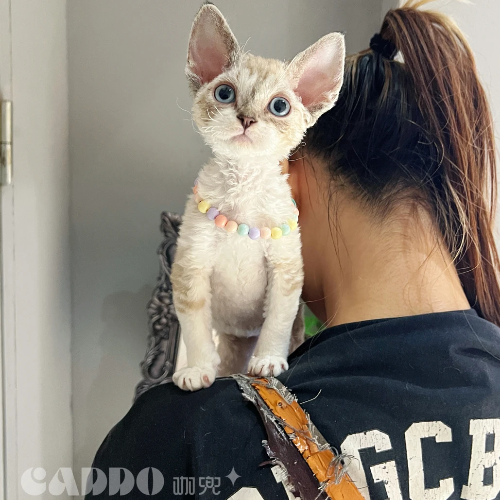 德文卷毛猫-山猫色弟弟-芋圆