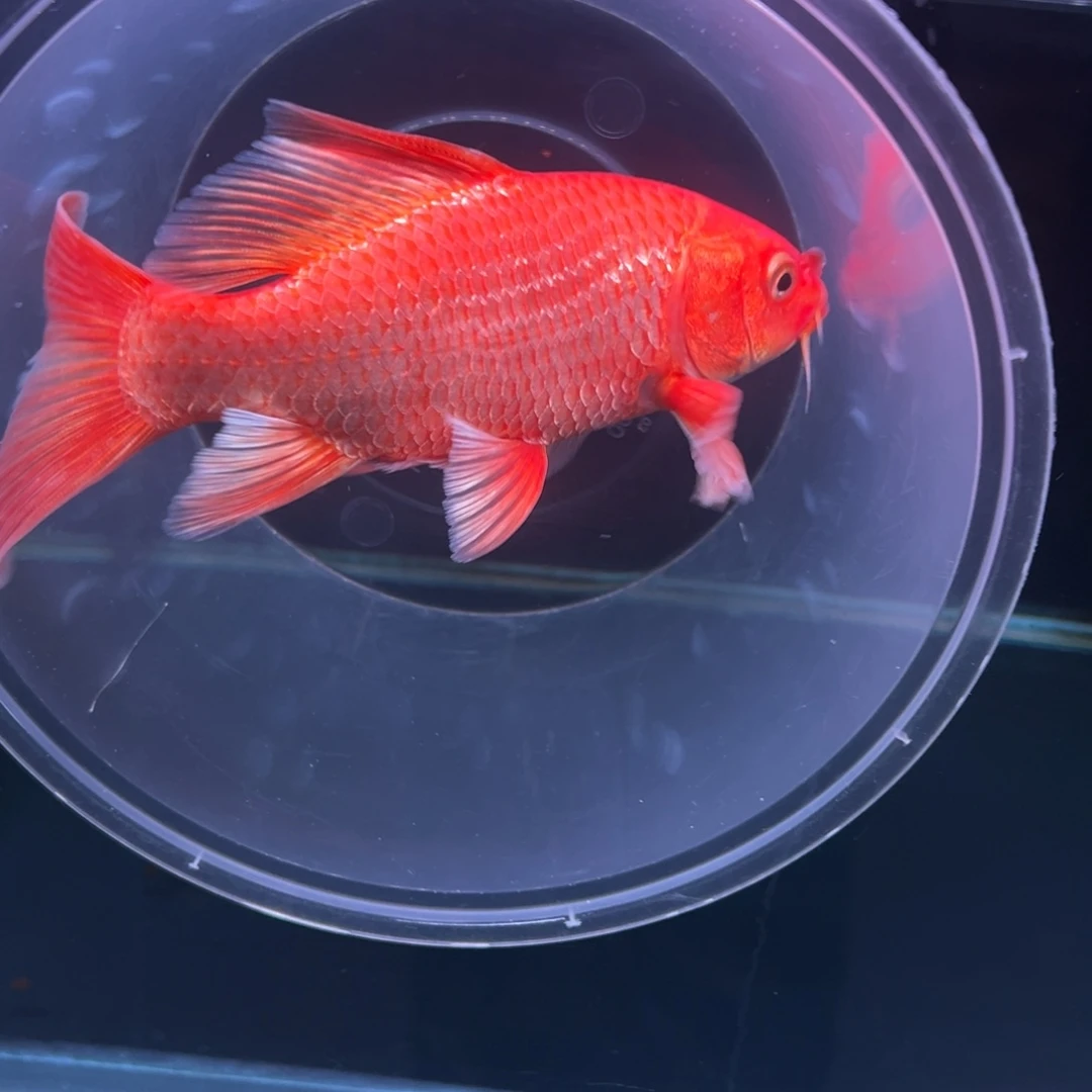 海水鱼幻**真哈哈哈哈哈哈哈