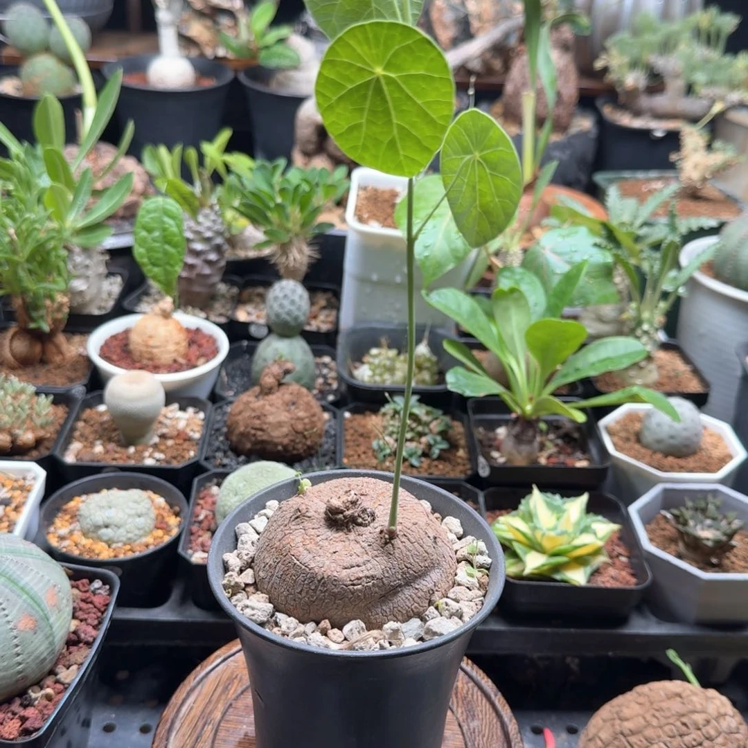 素可泰220仙人球球