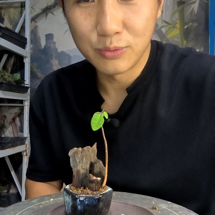咸**泪中青园艺一物一拍143