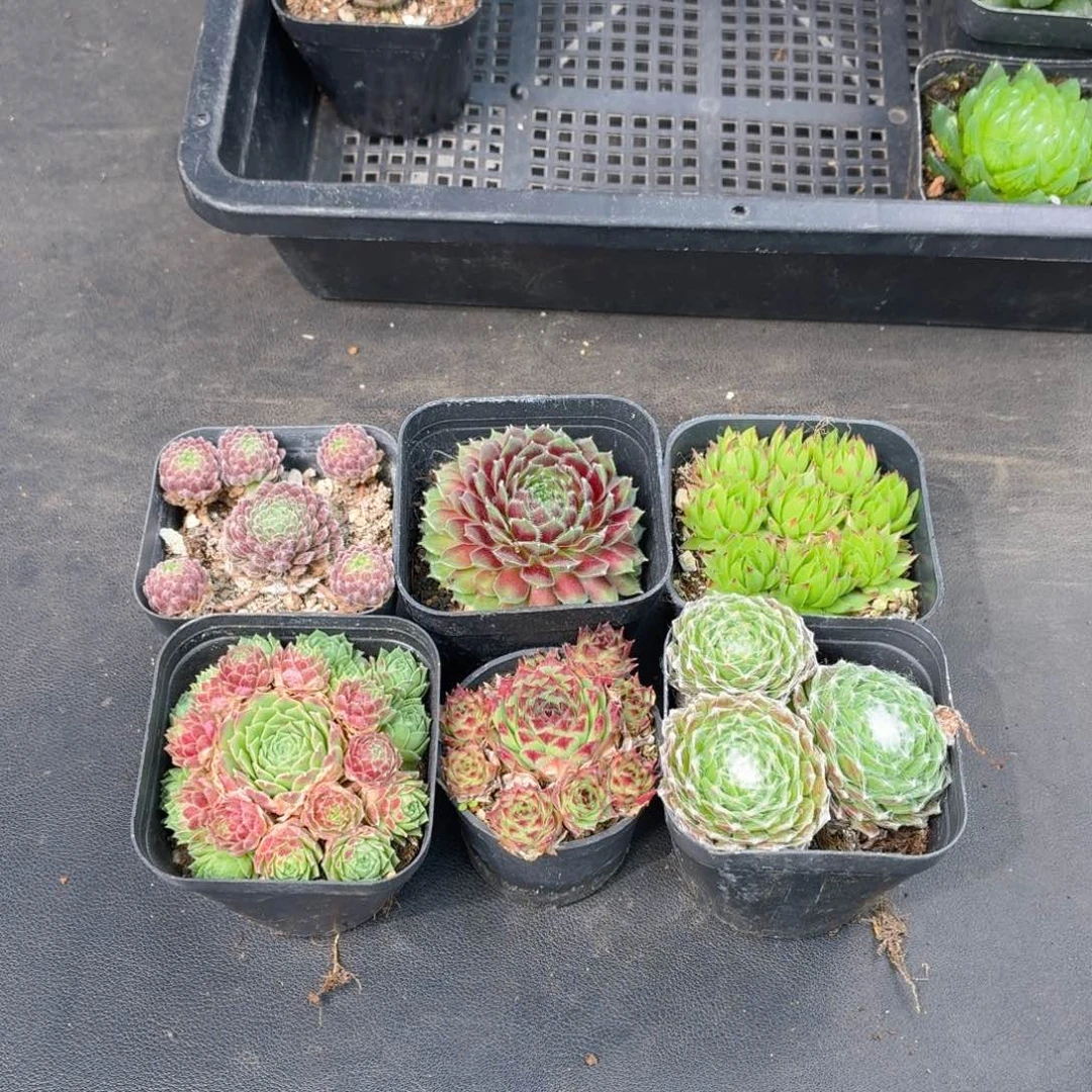 6种长生草套餐多肉9.9包邮发货