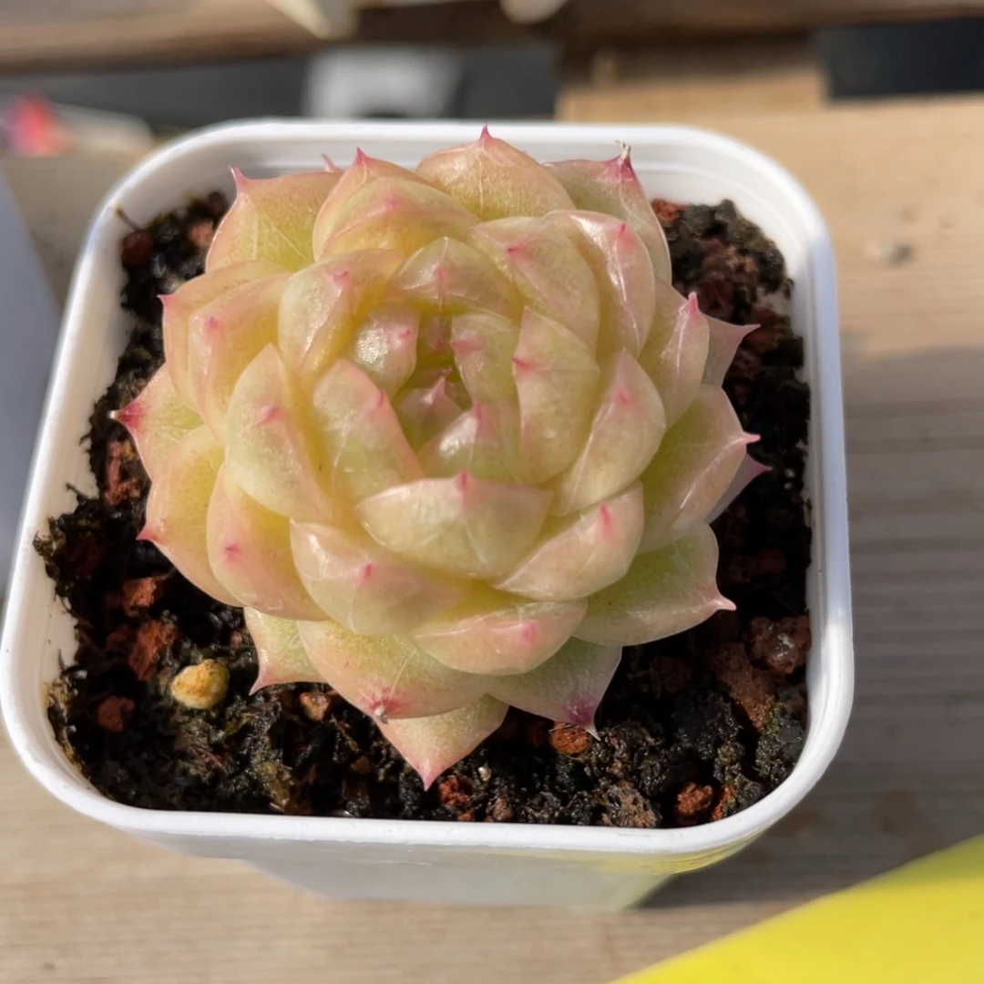 优选青莹麦杆包子1279