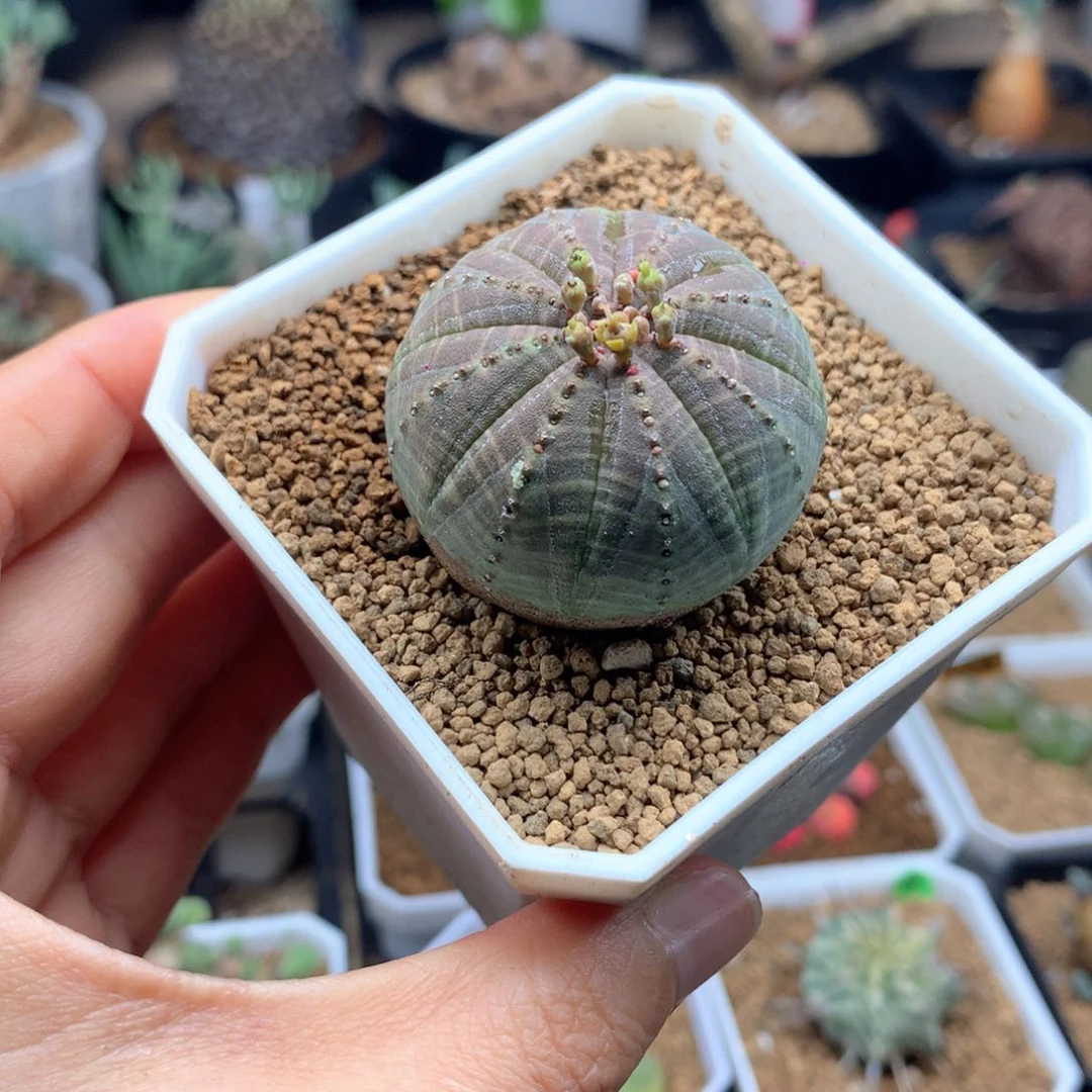 自根布纹球多肉脱土