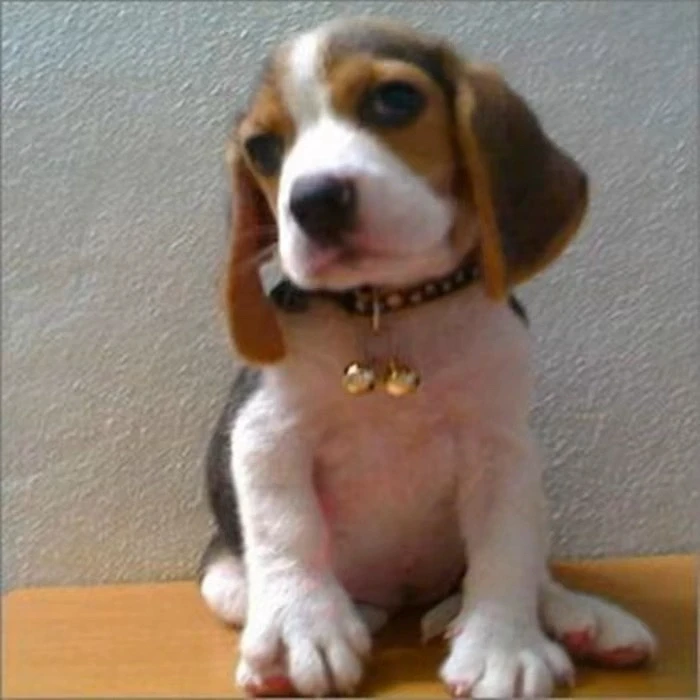 比格犬幼犬纯种大耳朵巴吉度犬活体幼崽狗狗猎兔犬米格鲁犬宠物狗