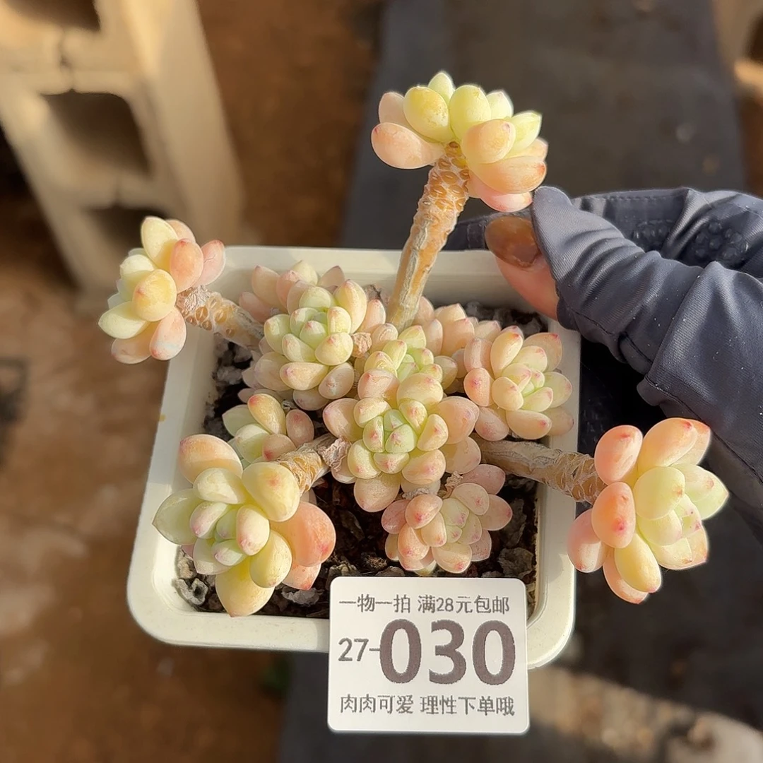 樱花罗琦无盆土发货无盆