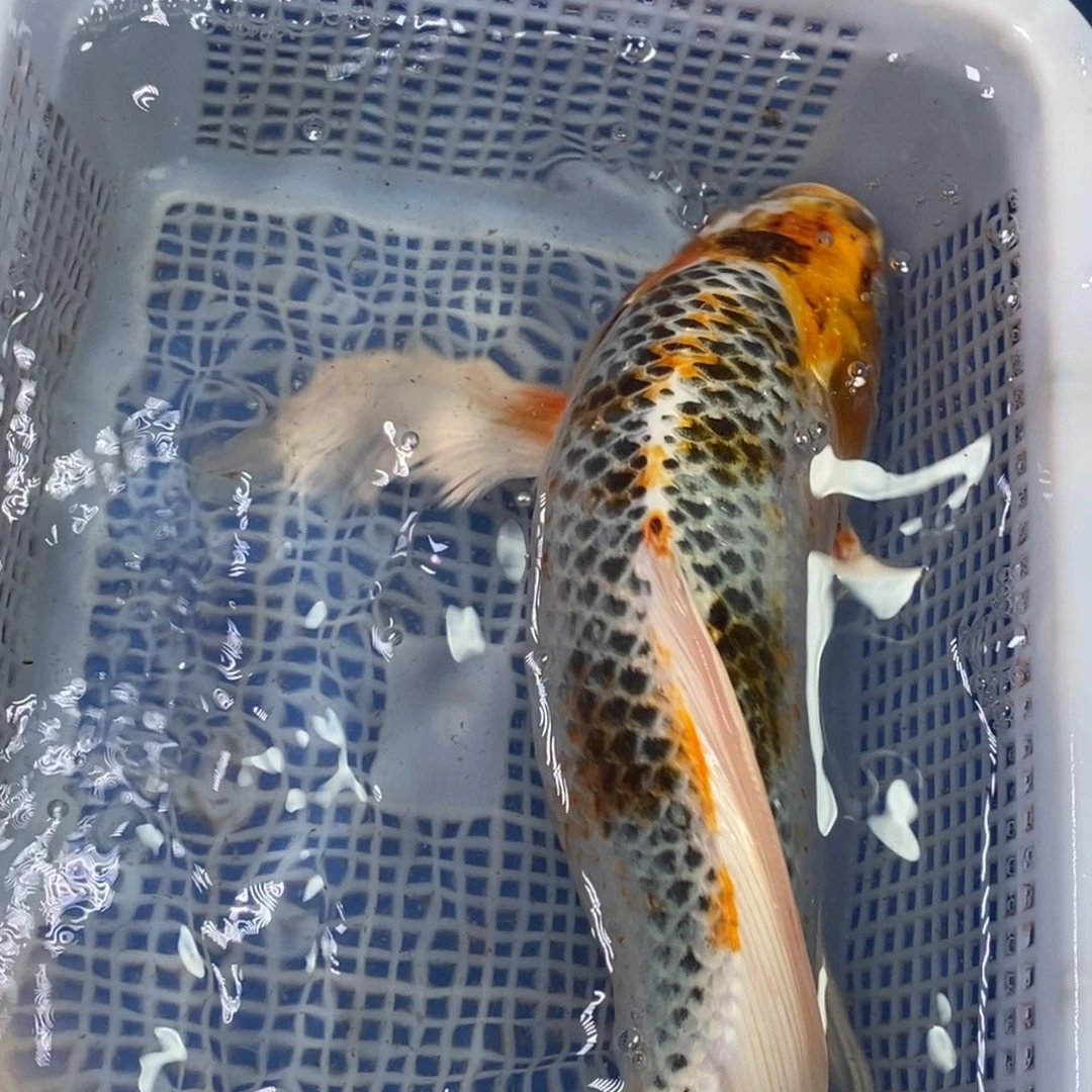 锦鲤冷水锦鲤包邮