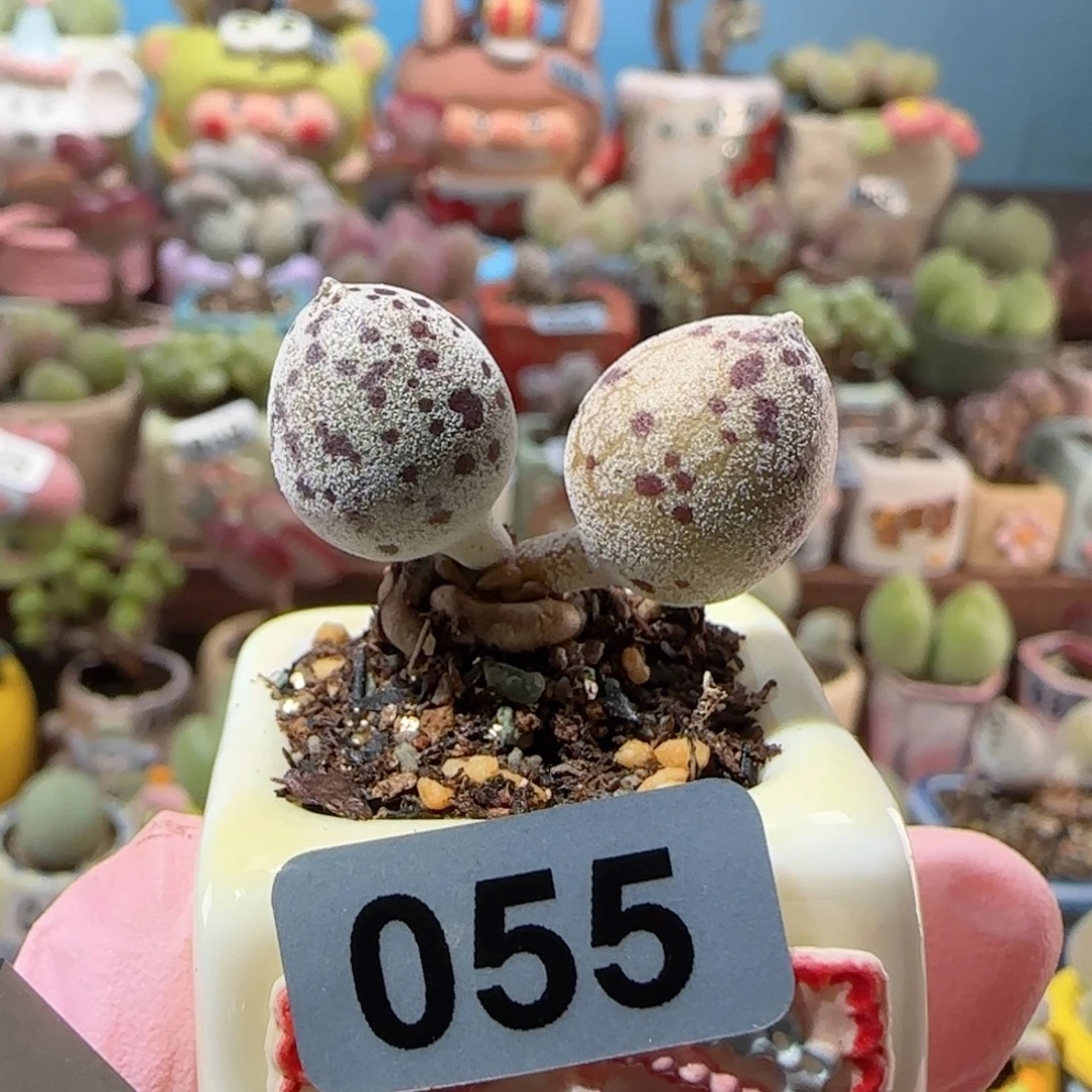 T达摩白丸盆口2.5cm