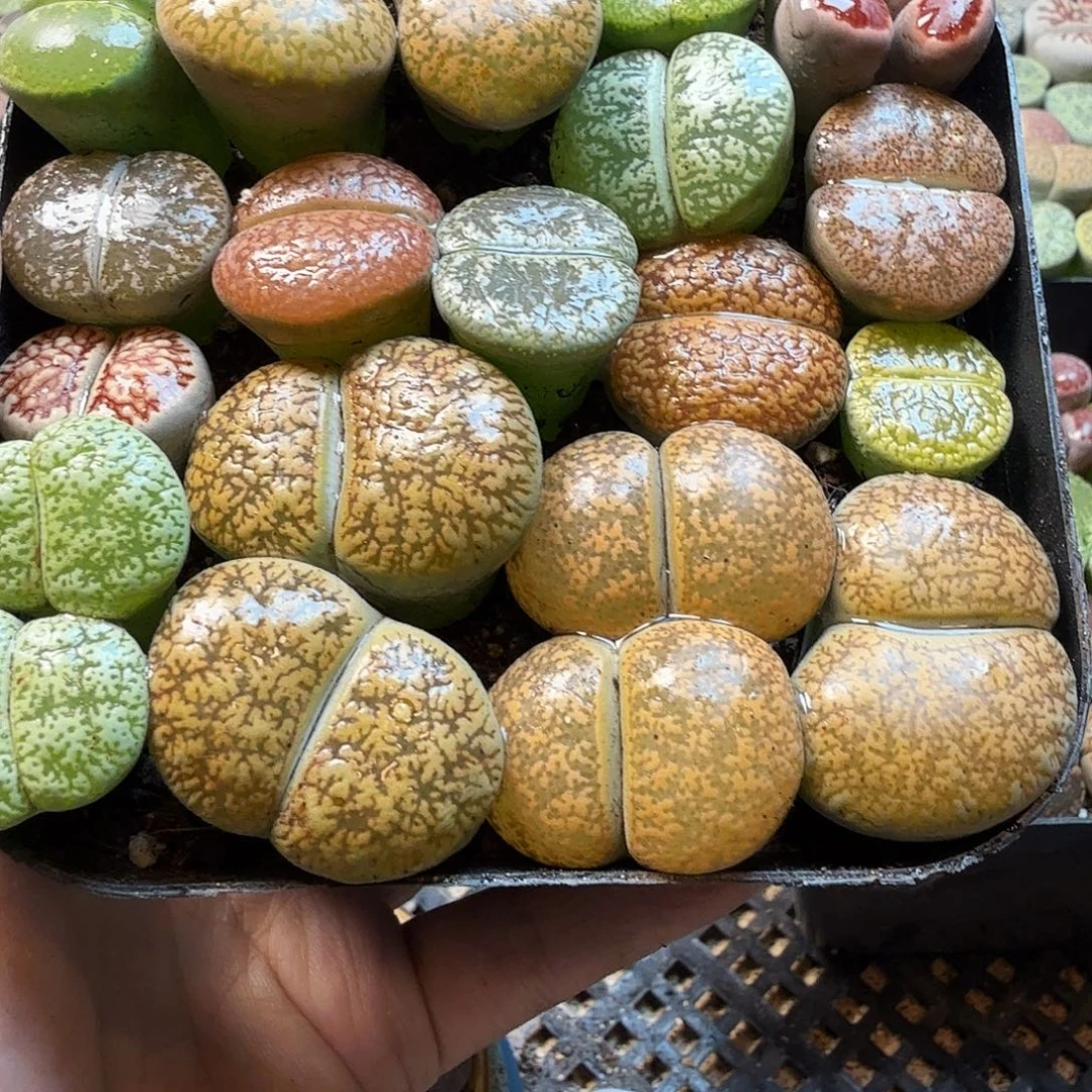 ᭨***两多肉植物的生长发育与5