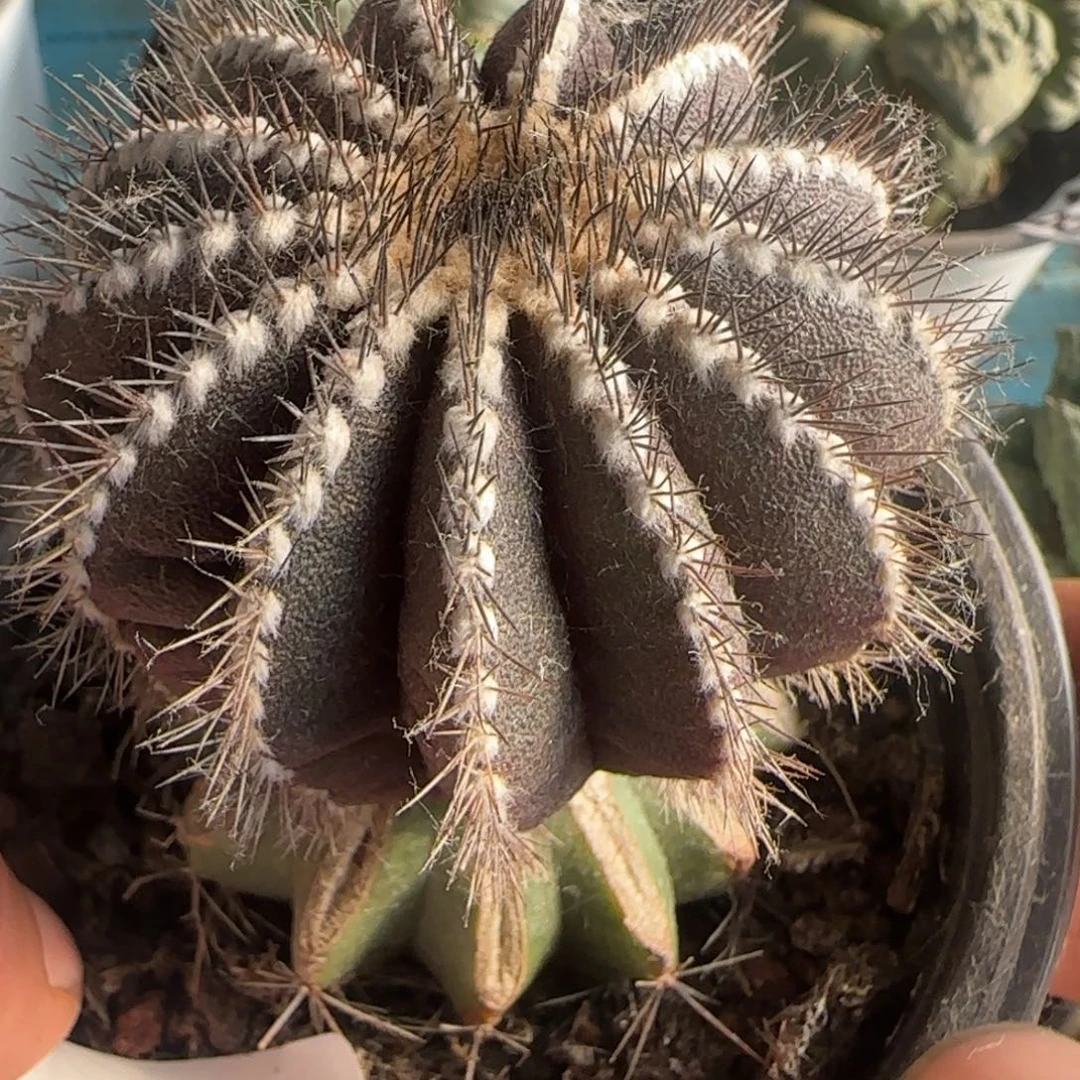 紫皮尤波球832仙人球