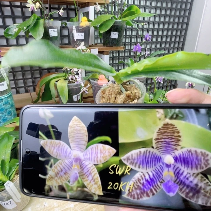 完全开放SWR20KH-蓝路德-1704-新品