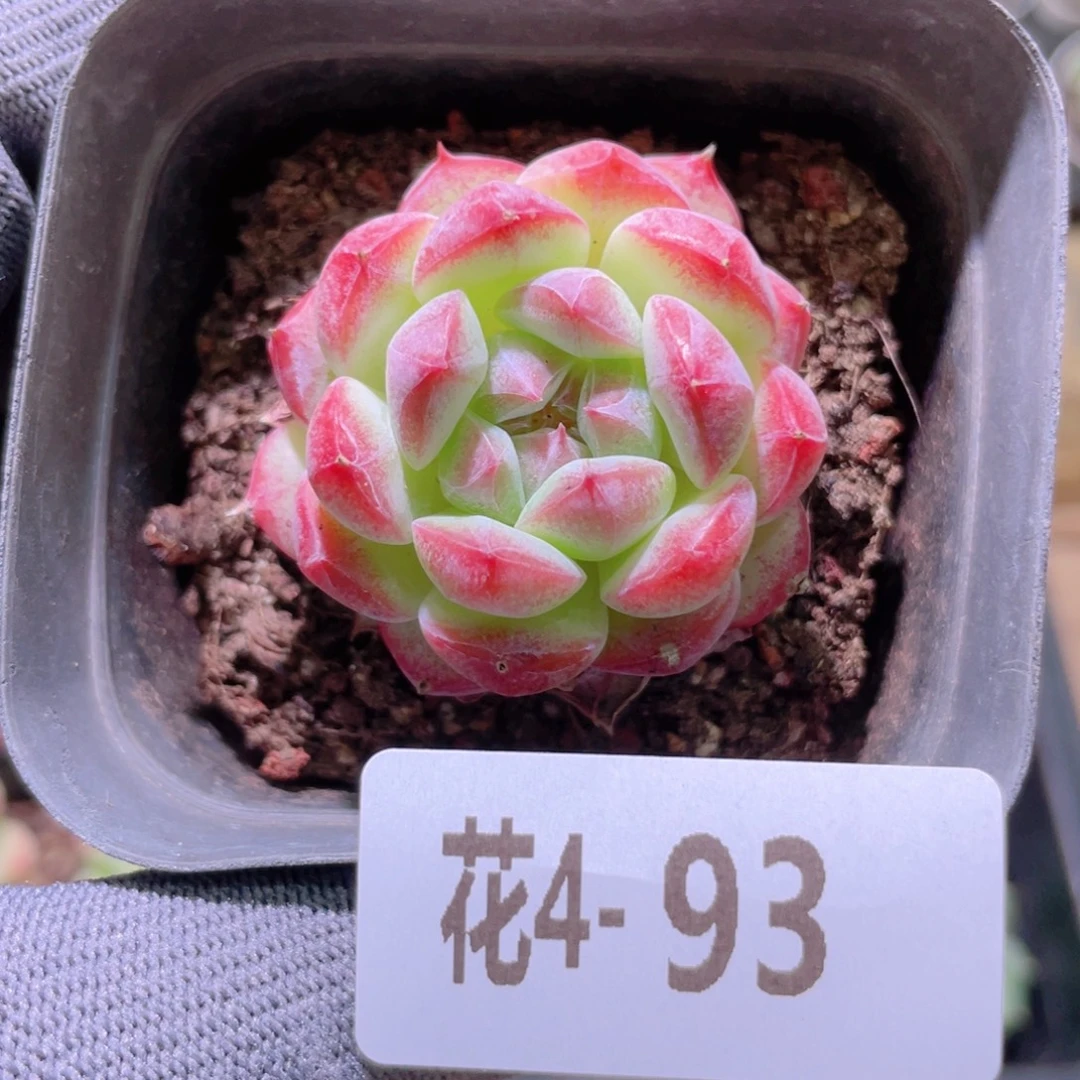 花利美 4-93白桃汽水