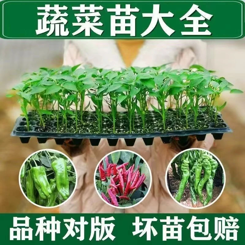 辣椒苗蔬菜苗螺丝椒牛角椒四季可种带土球黄线椒小米辣魔鬼辣椒苗