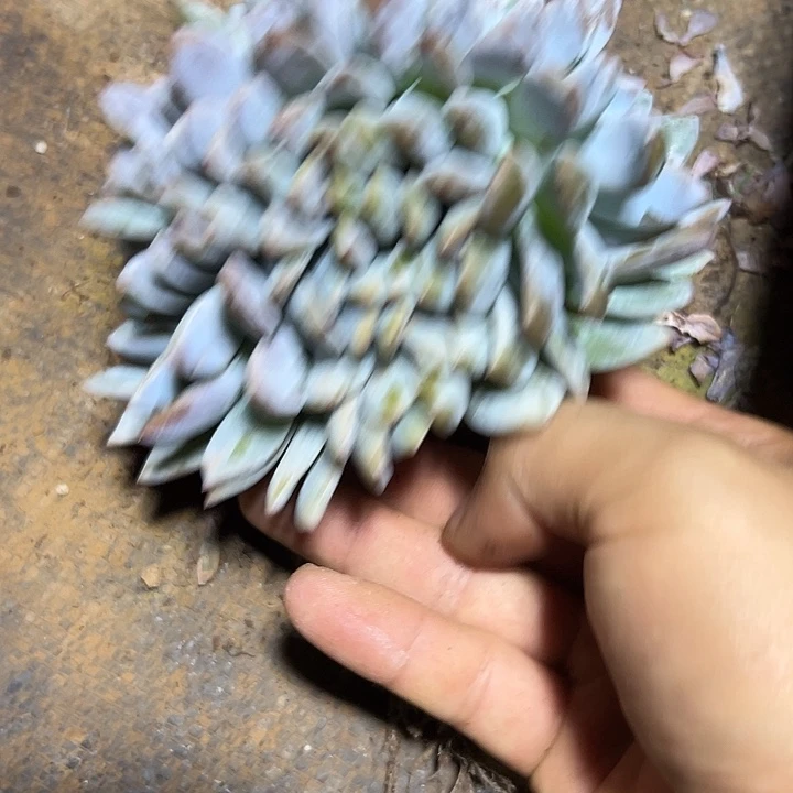 橙梦露缀化群生多肉