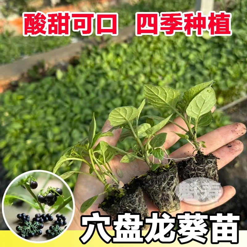 农家龙葵苗野果黑悠悠春夏秋四季阳台盆栽庭院水果