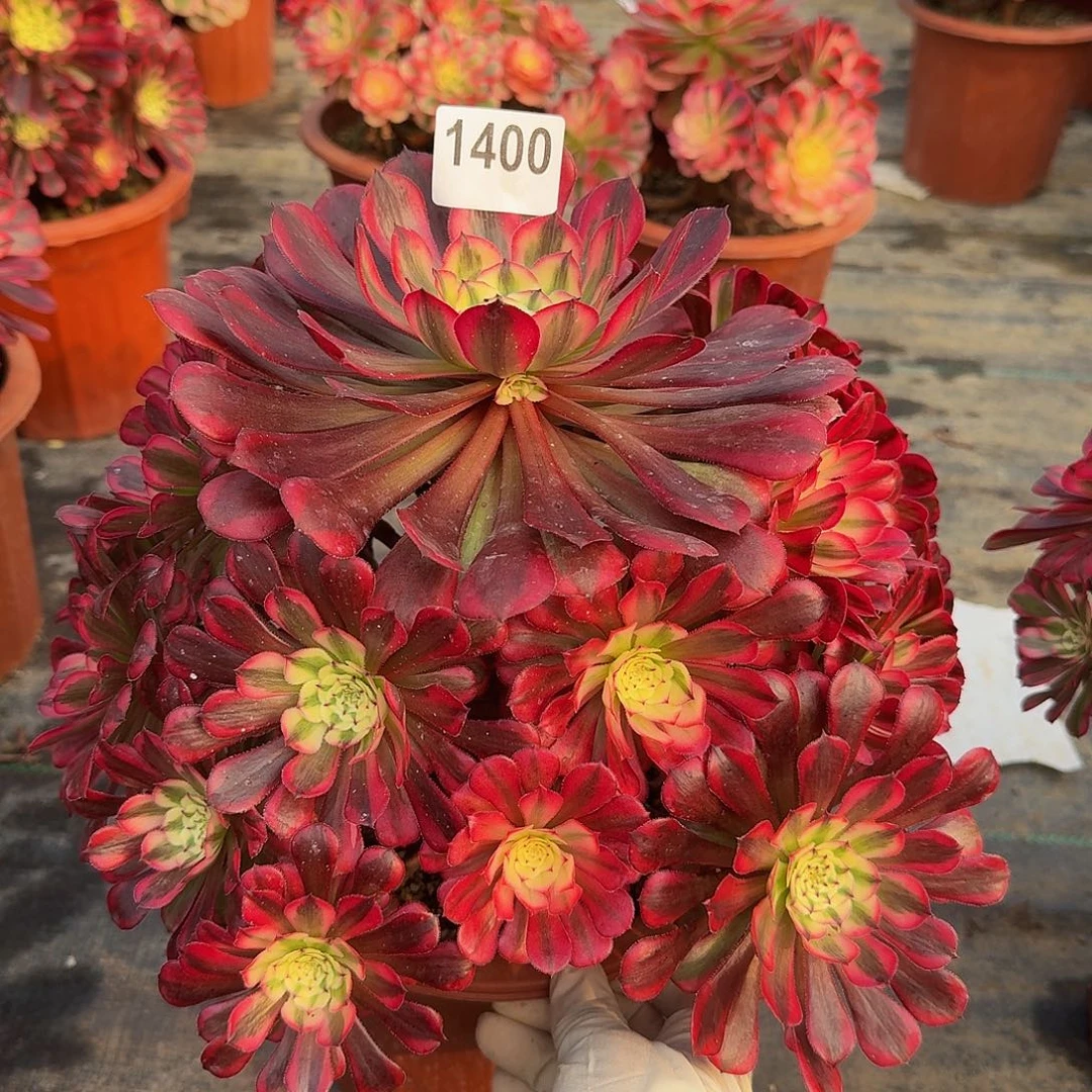 1400红铜白44冠服27.8左右