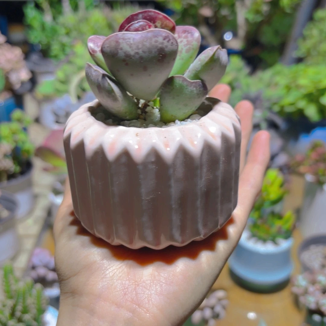 爱心水泡粉盆新疆包邮！