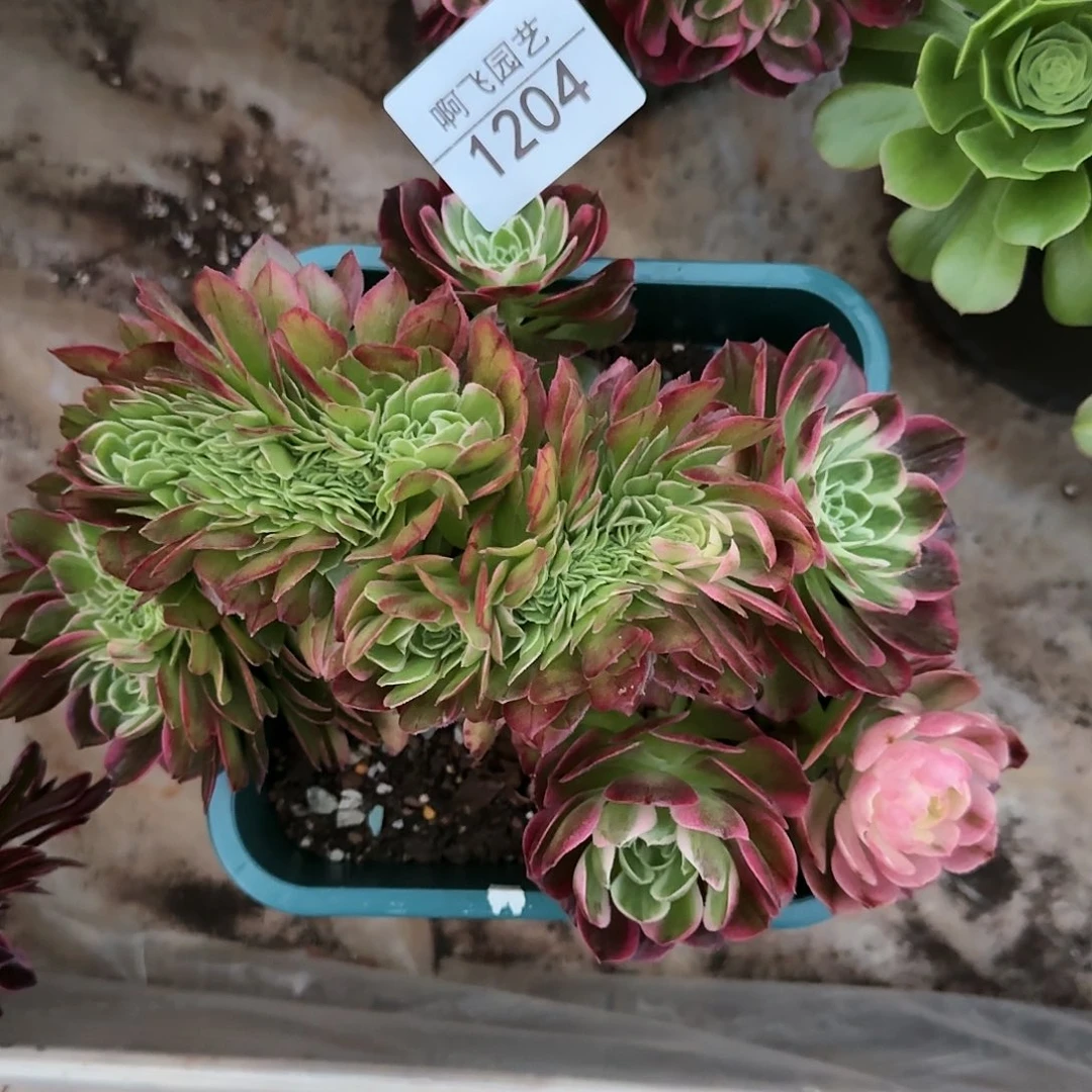 不**遇1204多肉 海王缀法师