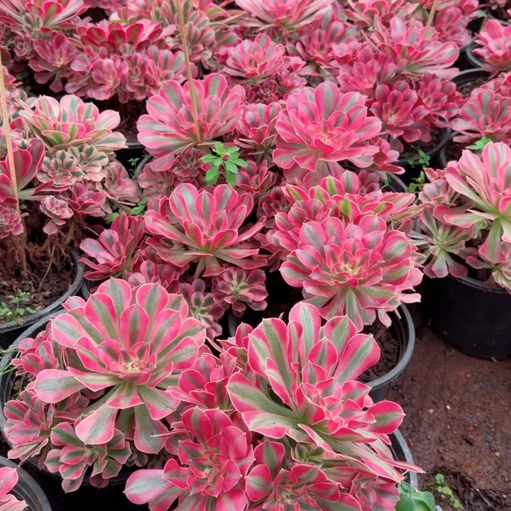 女巫群生啊啊啊啊