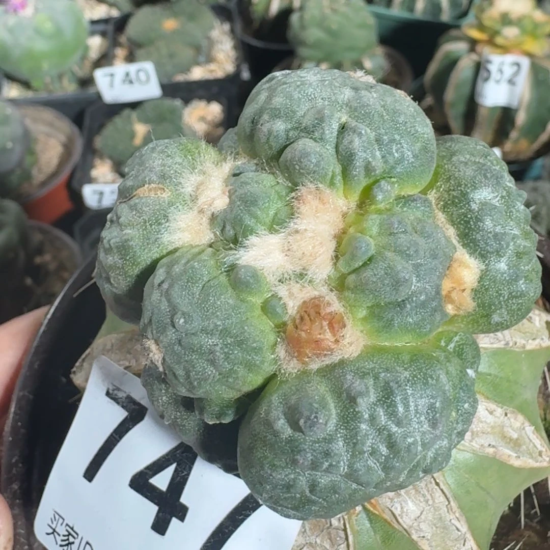 【闪购商品】苗接蛋怒747