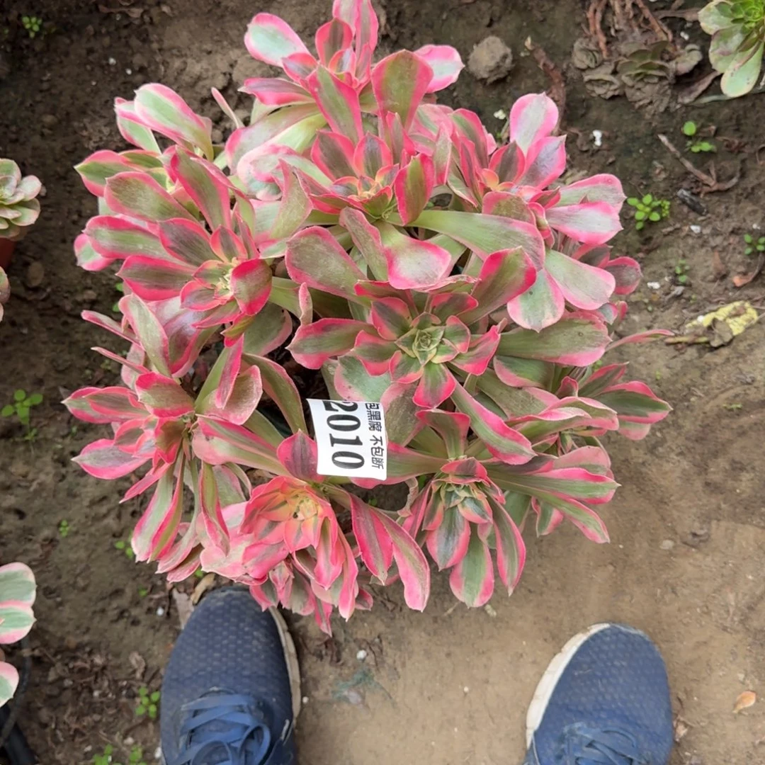 17-23法师女郎2010