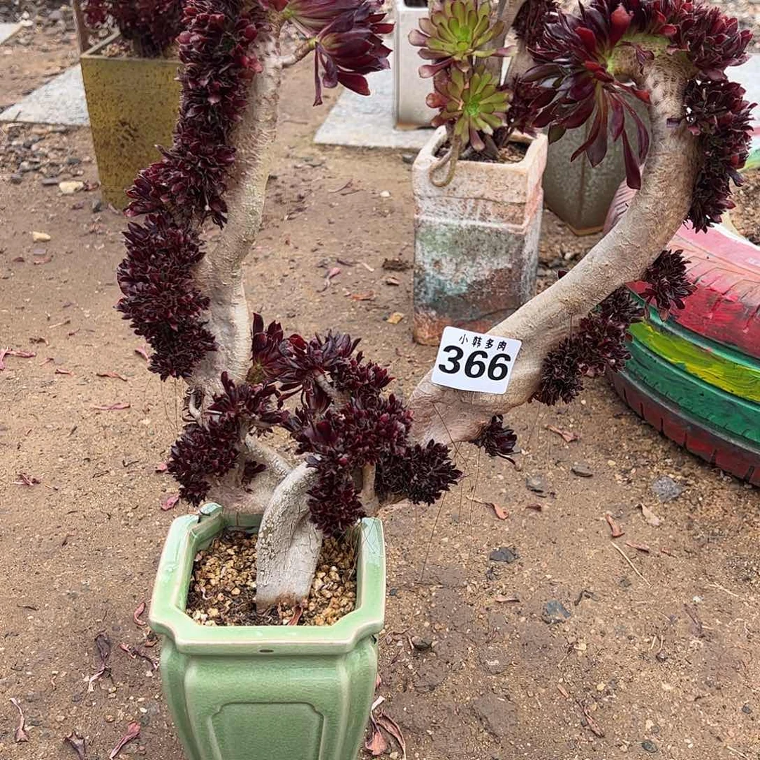 搞**评366黑法师缀化一颗