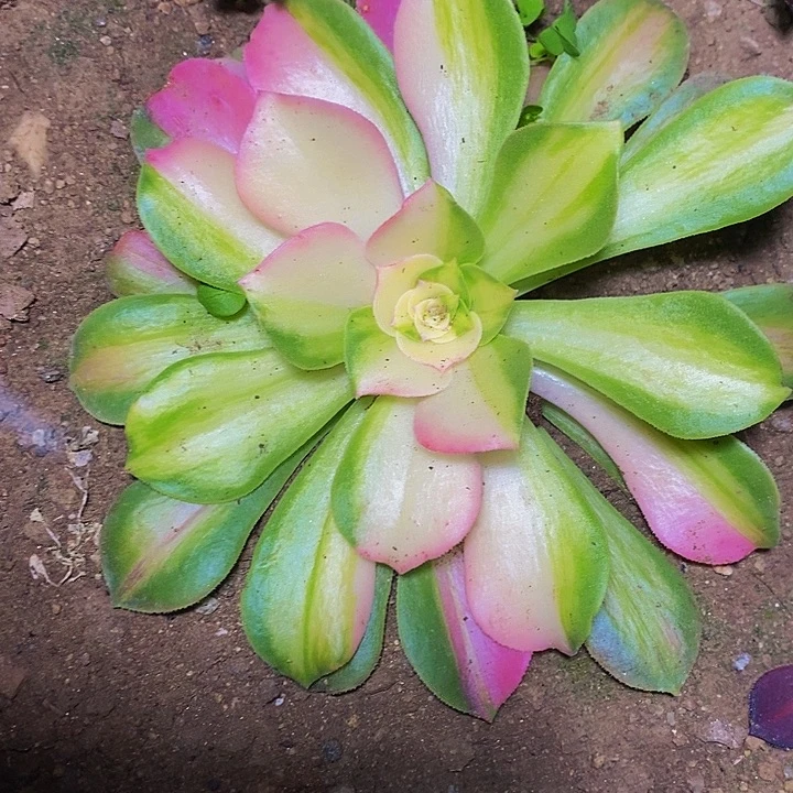 粉体韶华花脸法师