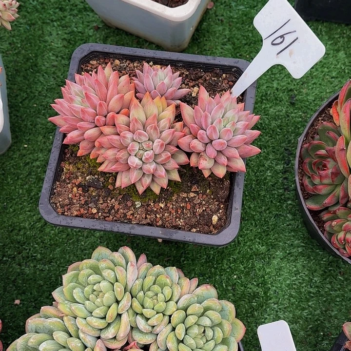 好***生丽娟花卉流沙鱼多头
