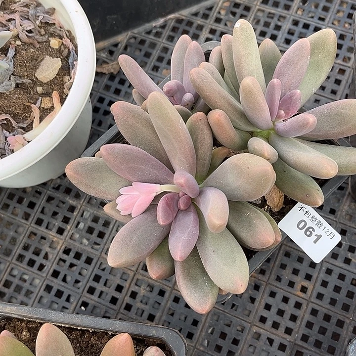 阿雅园艺。        061糖果