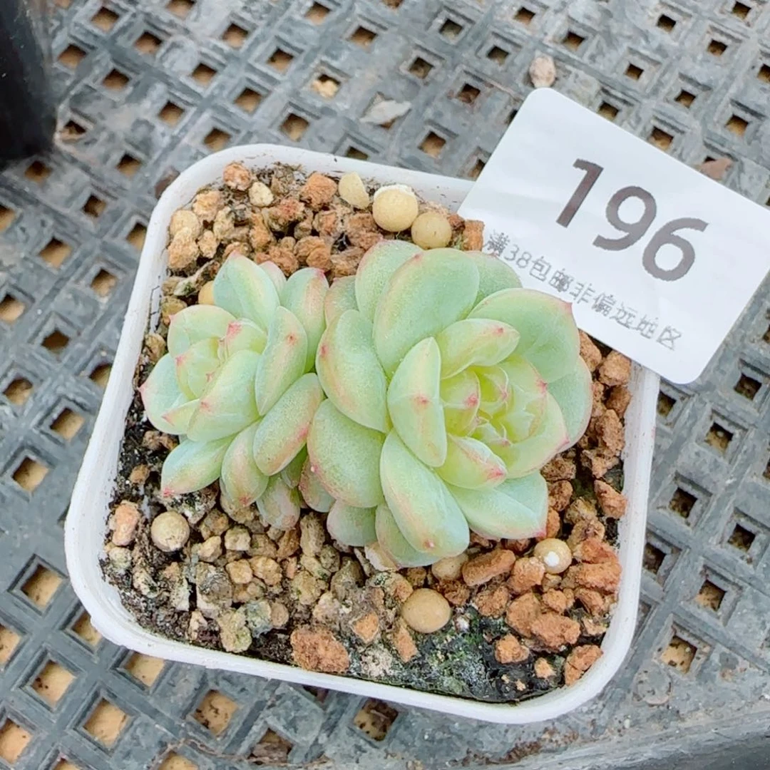 财富密码G 196多肉植物