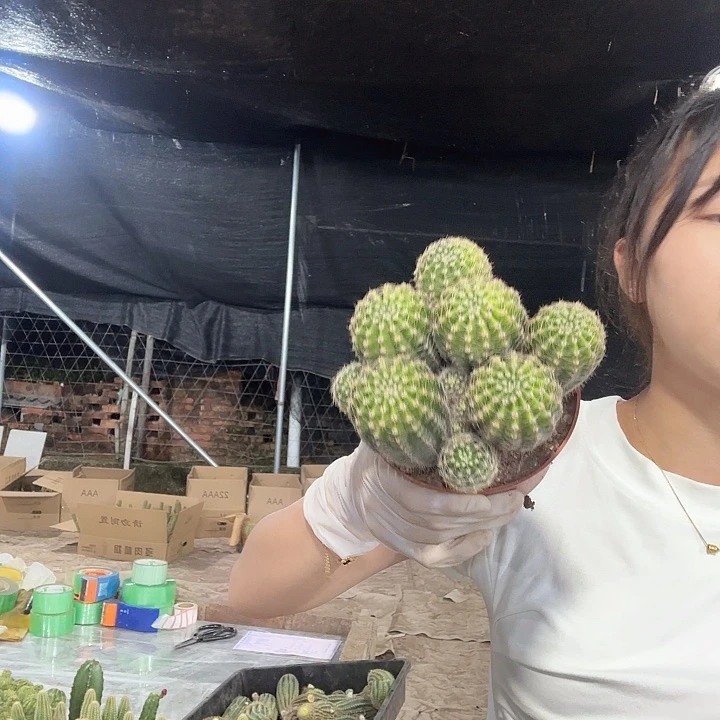 摇头晃脑金刚清货版（掉头掉崽不售后）