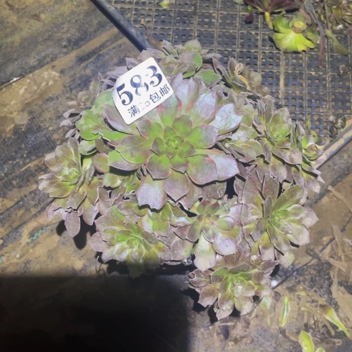 千面男爵多肉植物583